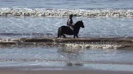 Horse takes a bathe in the sea