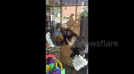 No monkeying around! Capuchin cleans windows in Houston