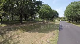 Dangerous mother photo of child with deer