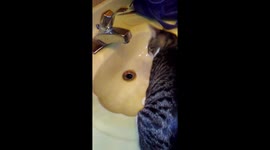 Cat tries to drink from the tap for the first time.