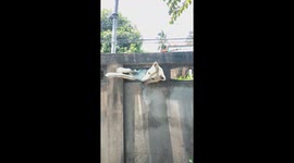 Guilty Dog Squeezes Through Gap In Wall