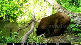 The Three Bears visit a pond in Idaho