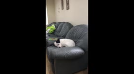 Dreaming dog