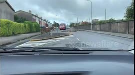 Donkeys in Cork