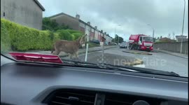 Get that ass out the way! Donkeys spend their morning roaming the streets of Cork