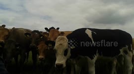 Couple's picnic in English field gets gatecrashed by 28 cows