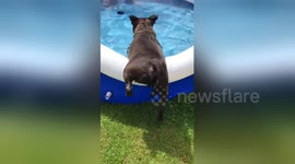 Dog struggles into paddling pool during UK heatwave