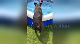 Newsflare Edit - The cutest pool entry ???? https://t.co/TGjMjRmpzp