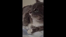 Cats have staff