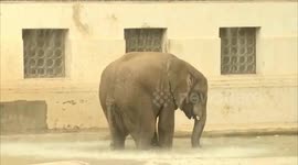 Beijing Zoo uses sprinklers and frozen fruits to help animals cope with heatwave