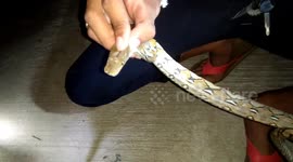 Baby python caught after sheltering inside pickup truck for three days