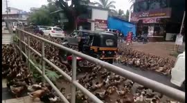 Hundreds of ducks flood streets in Indian town, completely swarming traffic