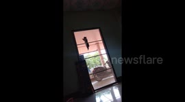 'Spidercat' kitten easily climbs up door at Thai home