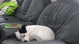 Dreaming dog (cropped)