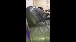Playful cat