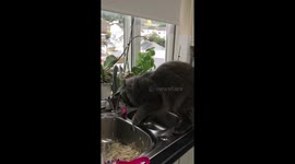 Cat shower