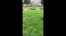 Bouncing cat