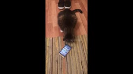 This cat can't find out where the mice disappear