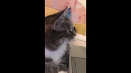 Cat is watching a documentary about birds