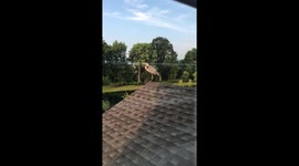 This blue heron poops on my house every day