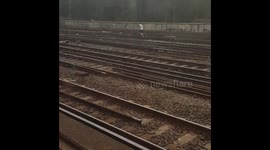 Man chases dog and shuts down London Waterloo Station