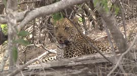 Hot, annoyed male Leopard lying in shade to escape the midday heat