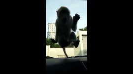 Mongkey making love