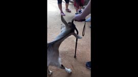Goat has an itch