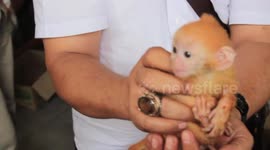 Protected species rescued from illegal auctions in Indonesia