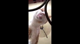 Cat licking table