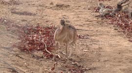 A rare antelope sighting – a female Sharpe's Grysbok active in daylight