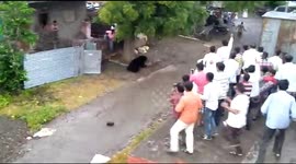 Black bear chased out of Indian village after drinking up 5 litres of kitchen oil