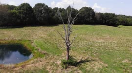 drone video of pigeons landing and taking off from old tree
