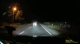 Near collision with cat