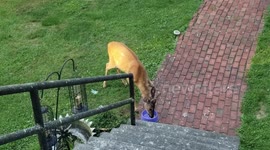 Deer enjoying the beautiful weather in the mountains of Virginia