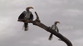 A courting, clucking pair of wet Yellow-billed Hornbills