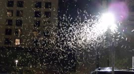 The grasshopper invasion of Las Vegas continues