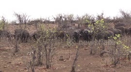 Grieving African Buffaloes? Buffaloes sniffing the remains of a calf killed by Lions