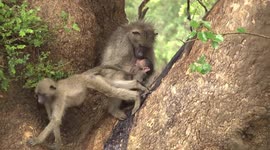 A tender scene – mother Baboon grooms her baby and a young male