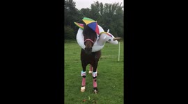 Horse wearing armbands and swimwear during heavy rainfall