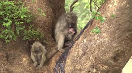 The circle of life: A baboon feeds her baby, while buffaloes mourn their dead