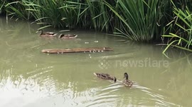 Ducks on a floating plank