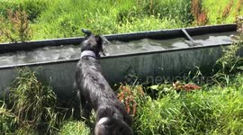 Jack Russell swims in trough to cool off