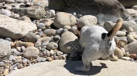 Jack Russell gets angry at specific rock on beach