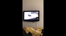Sausage dogs watching tv