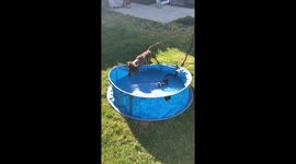 Puppy’s pool play