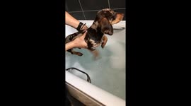 Dog swimming in air