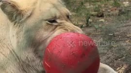Lion-el Messi! Lioness dribbles ball like a pro at Belgium zoo