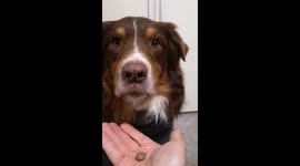 Who’s a clever boy? Dog learns when to refuse a treat and when to eat it
