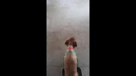 Disabled Dog Uses Tray As Makeshift Wheelchair